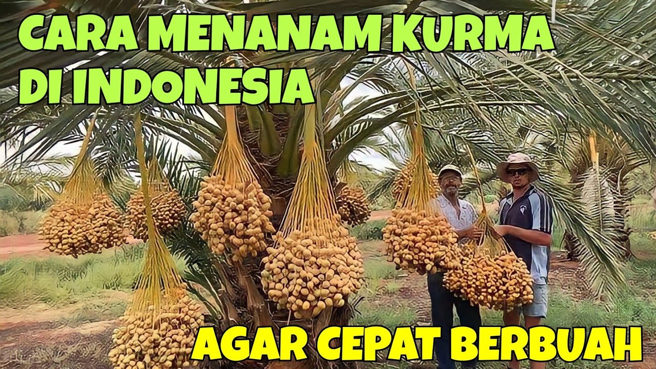 CARA MENANAM KURMA DI INDONESIA AGAR CEPAT BERBUAH, LENGKAP DENGAN REKOMENDASI JENIS KURMA