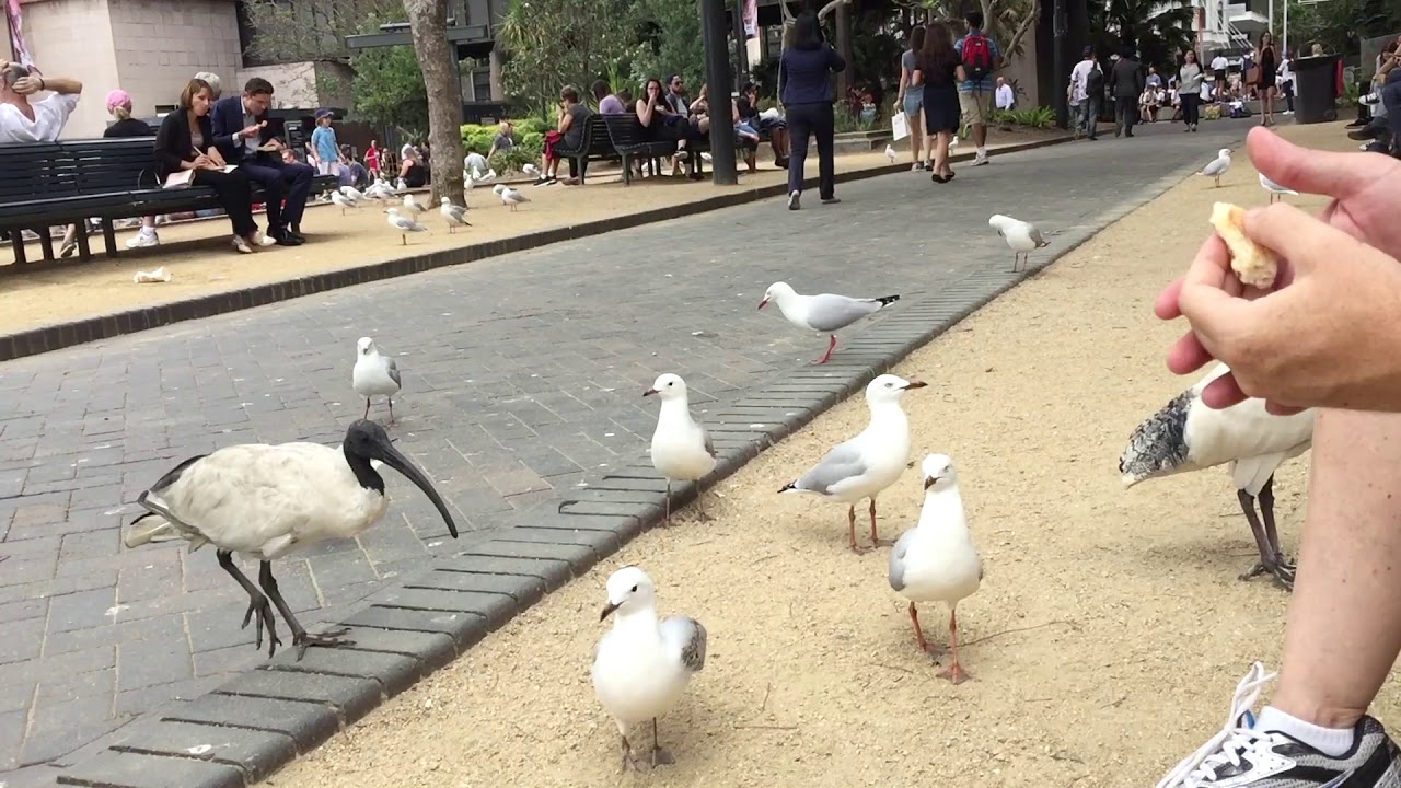 These annoying seagulls!