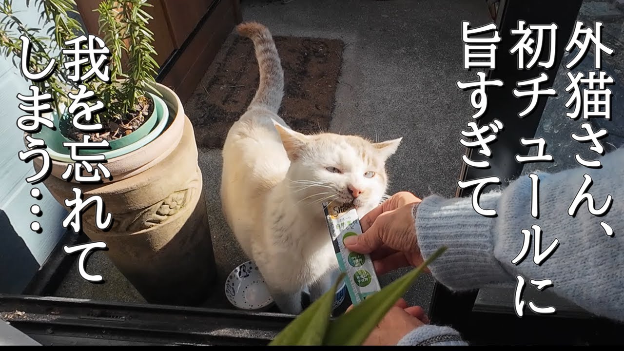 【外猫さん】初チュールが旨すぎて夢中になる/おひとり様と猫の暮らし