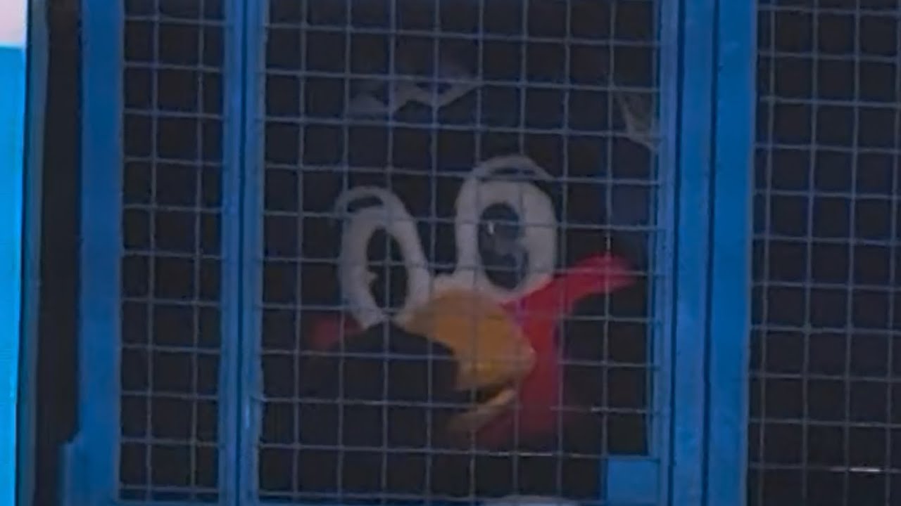 つば九郎がチラッと帰ってきた...！？