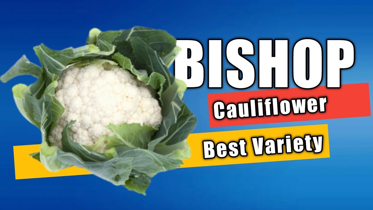 BISHOP: Best Cauliflower Variety For Temperate Regions | Rijk Zwaan Cauliflower | Cauliflower Crop