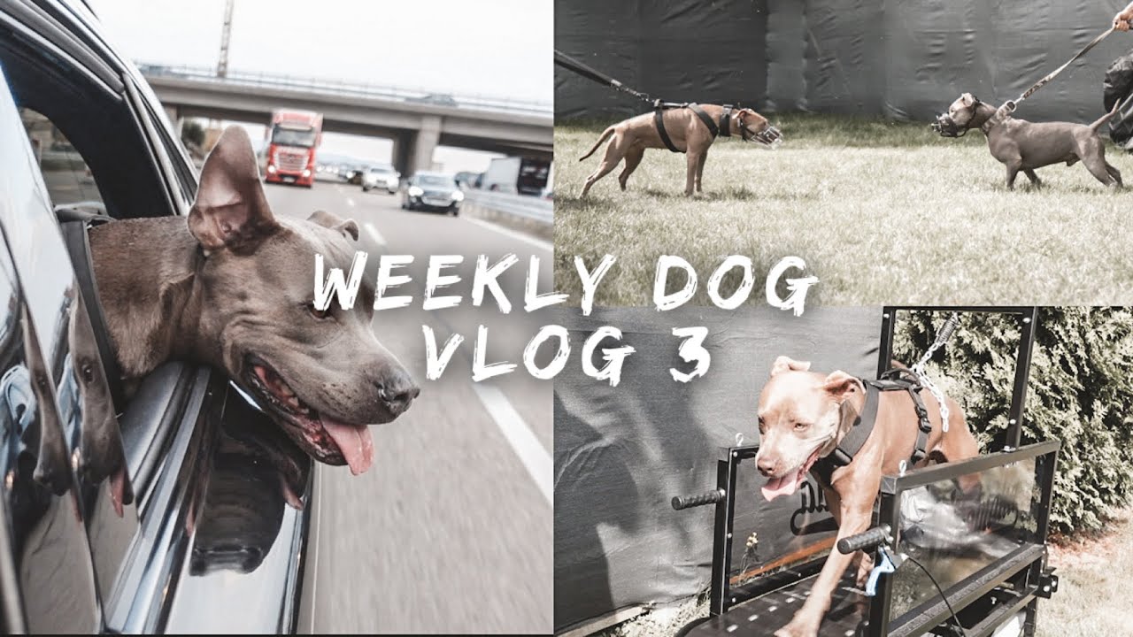 Lange Autoreise mit Hund - Probleme mit der Verzollung -Resozialisierung mit Amstaff | Weekly Vlog 3