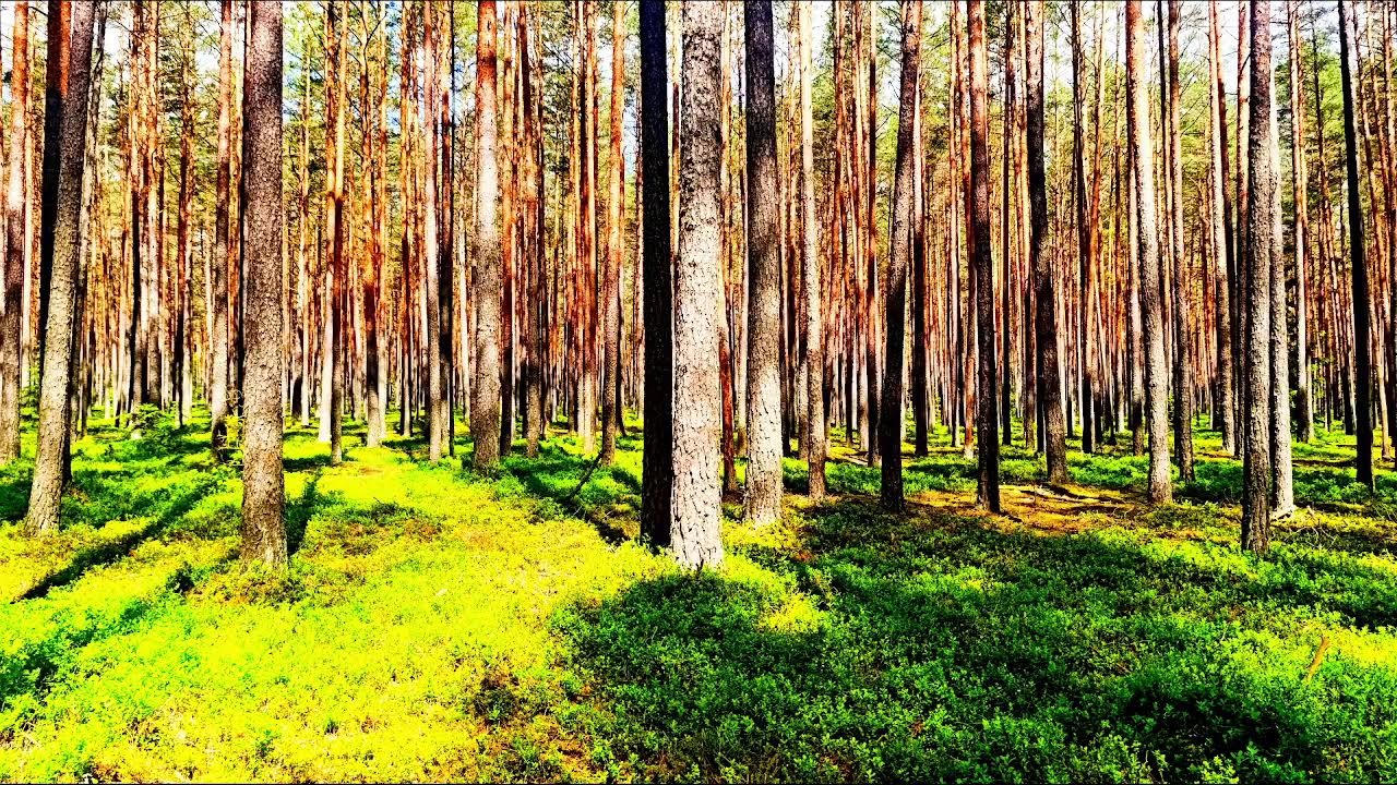 Целебные звуки природы 🌿 Внутреннее спокойствие и безмятежность 🌿 Пение лесных птиц