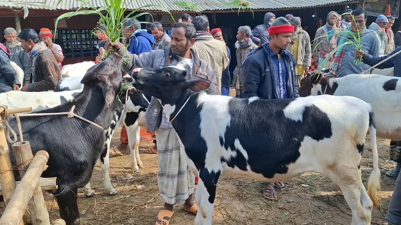 ২০ জানুয়ারি 2026| খামার উপযোগী ফ্রিজিয়ান জাতের বকনা বাছুর গরুর দাম | রানীগঞ্জ হাট | থেকে দিনাজপুর 