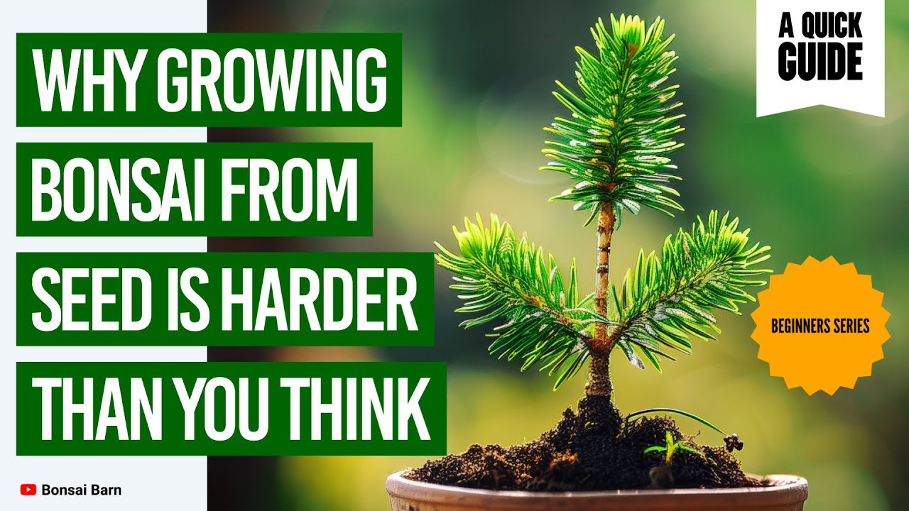 &ldquo;Why Growing Bonsai from Seed Is Harder Than You Think!&rdquo; &ldquo;Bonsai for Beginners.&rdquo;