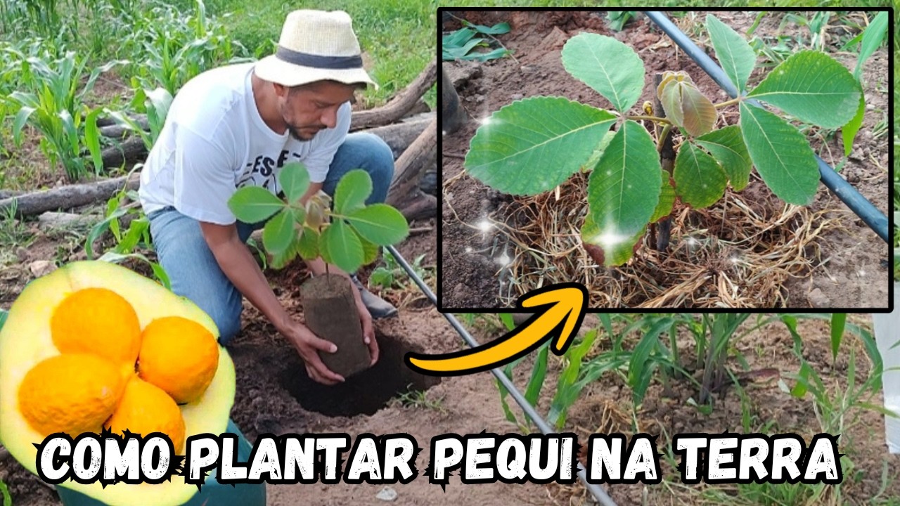 Como plantar MUDA DE PEQUI na TERRA do jeito certo