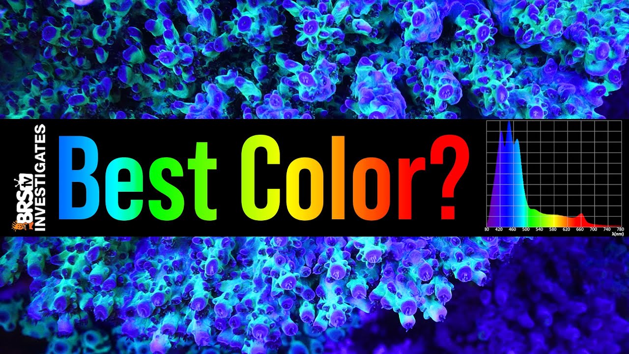 Tested: Get the BEST Coral Coloration in Your Reef Tank With the Right Spectrum.