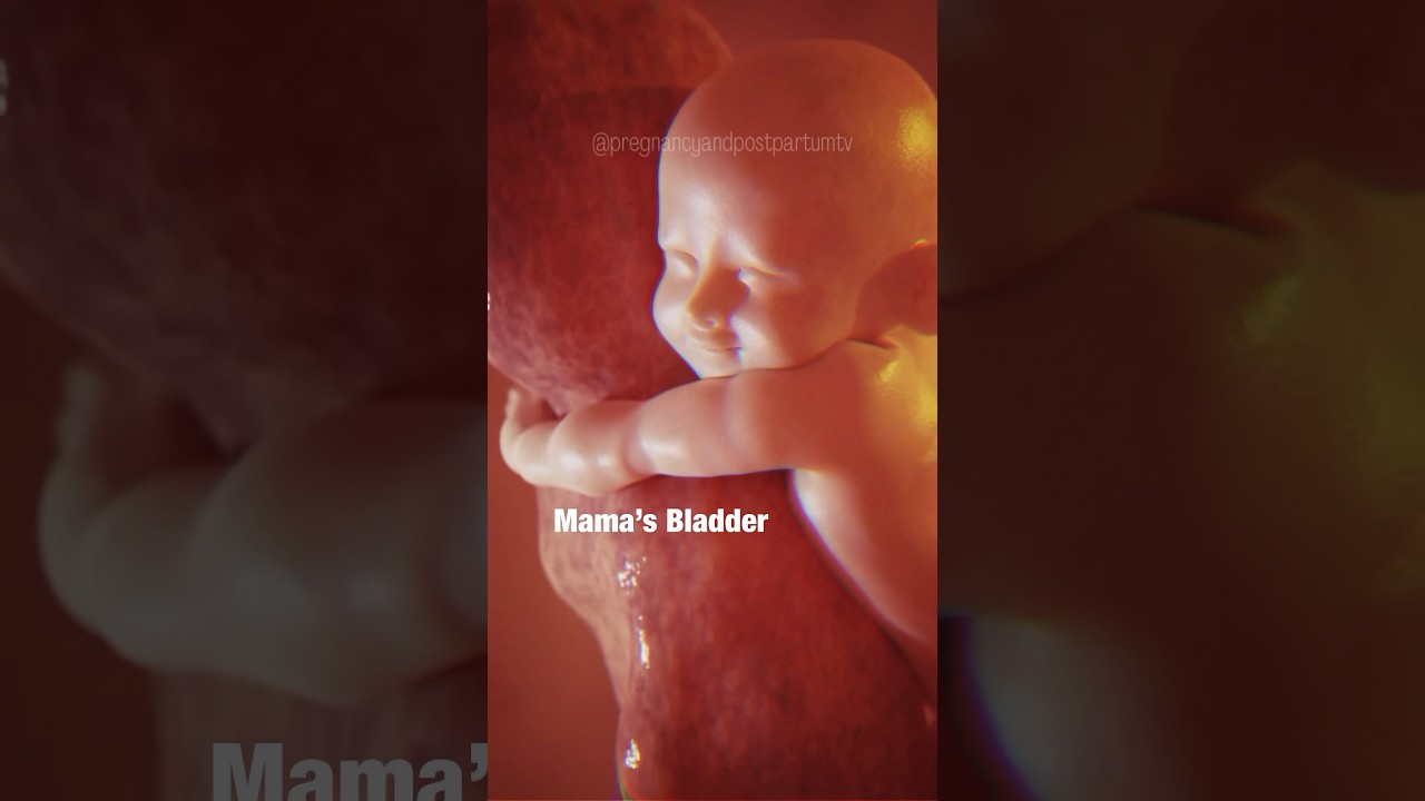 😍BABY IN WOMB - Did You See the Frustration?🤣 #pregnancyhumor