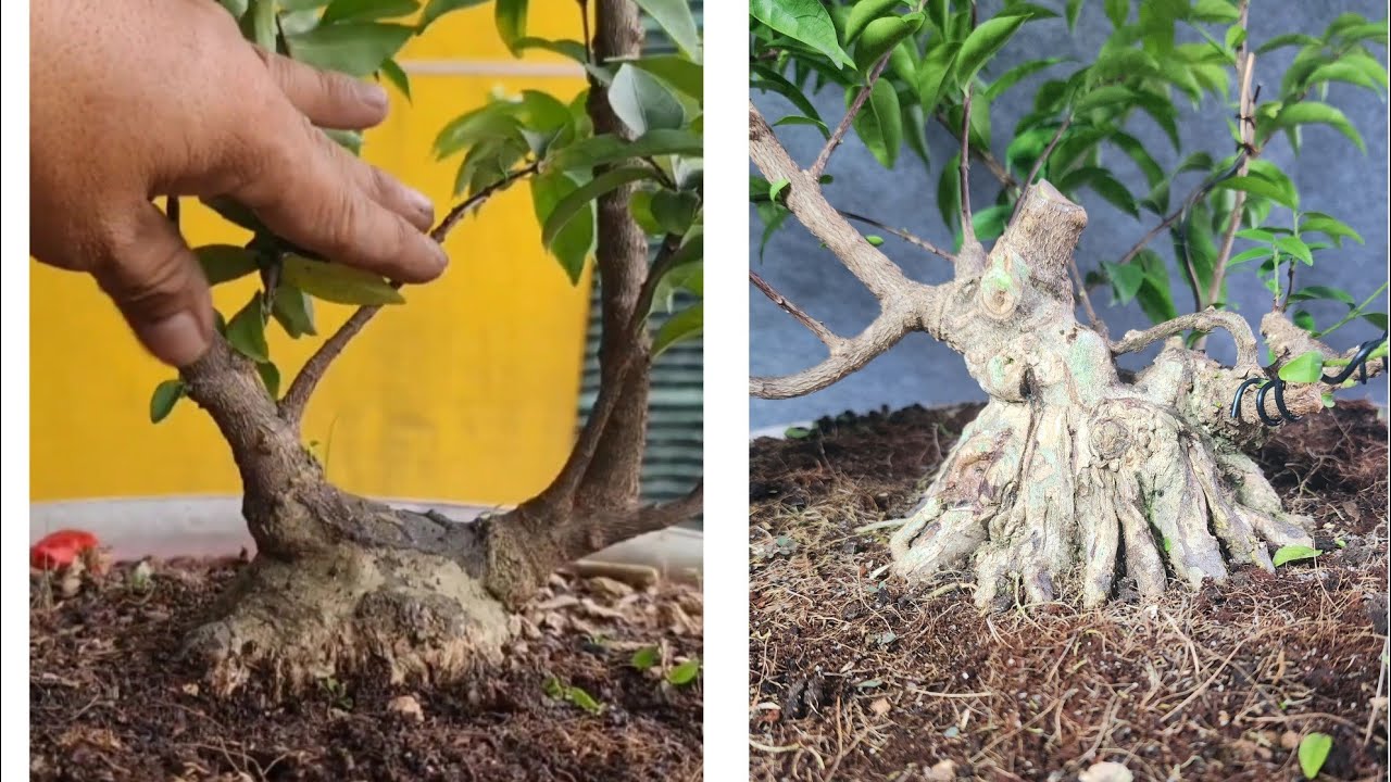 Bonsai và Sáng tạo | Quá trình nuôi một cây đầu đinh như thế nào chia sẻ bà con