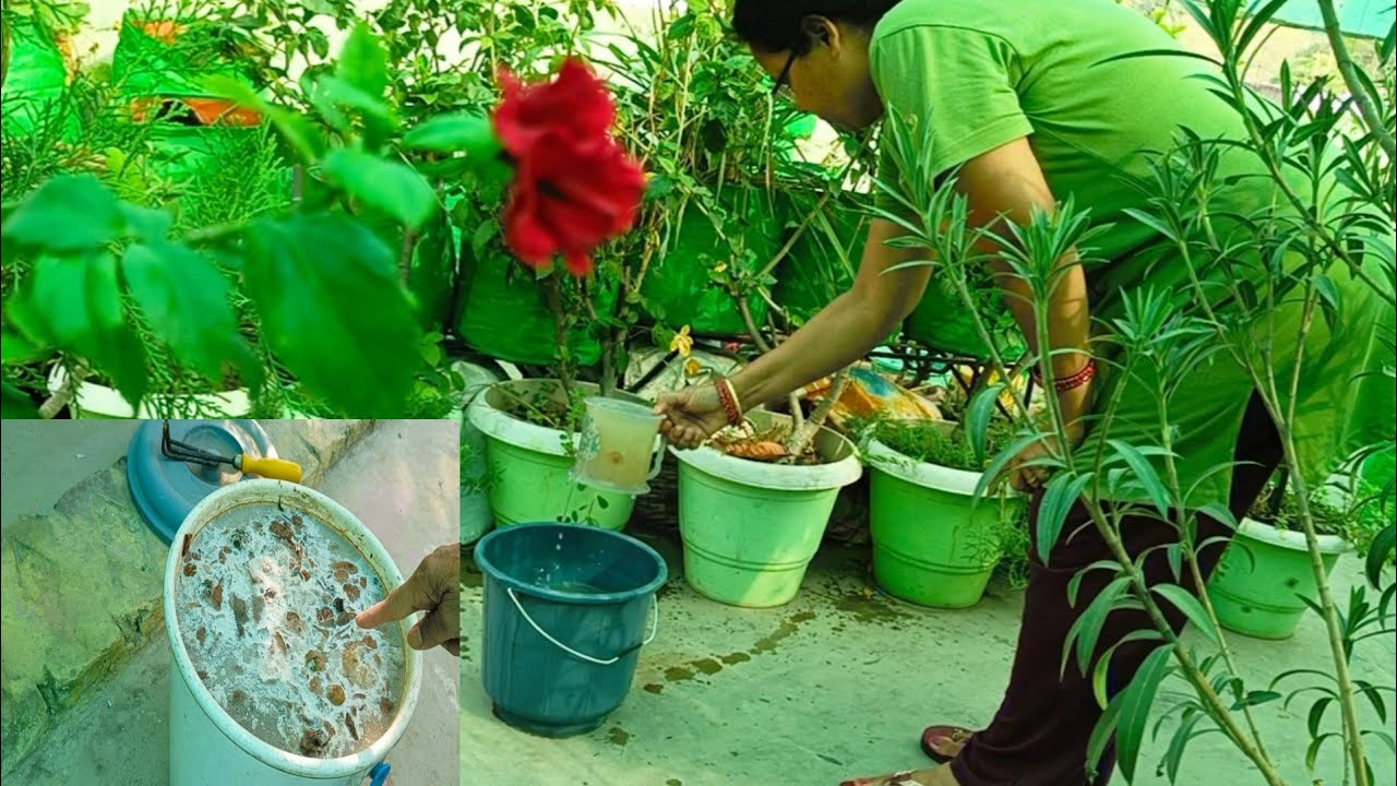 पौधों की growth के लिए micronutrient और macronutrient liquid बनाने डालने की विधि || microbial liquid