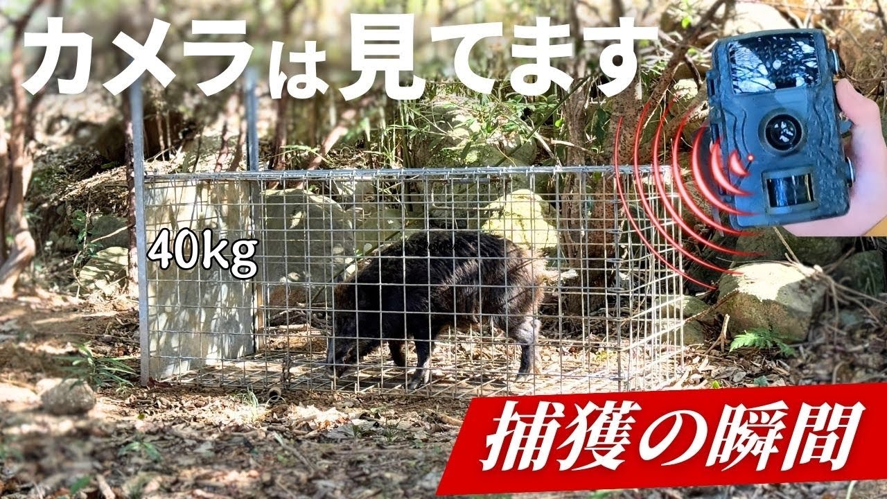 2026年最初の捕獲をカメラが捉えました。40kgイノシシ捕獲の瞬間。
