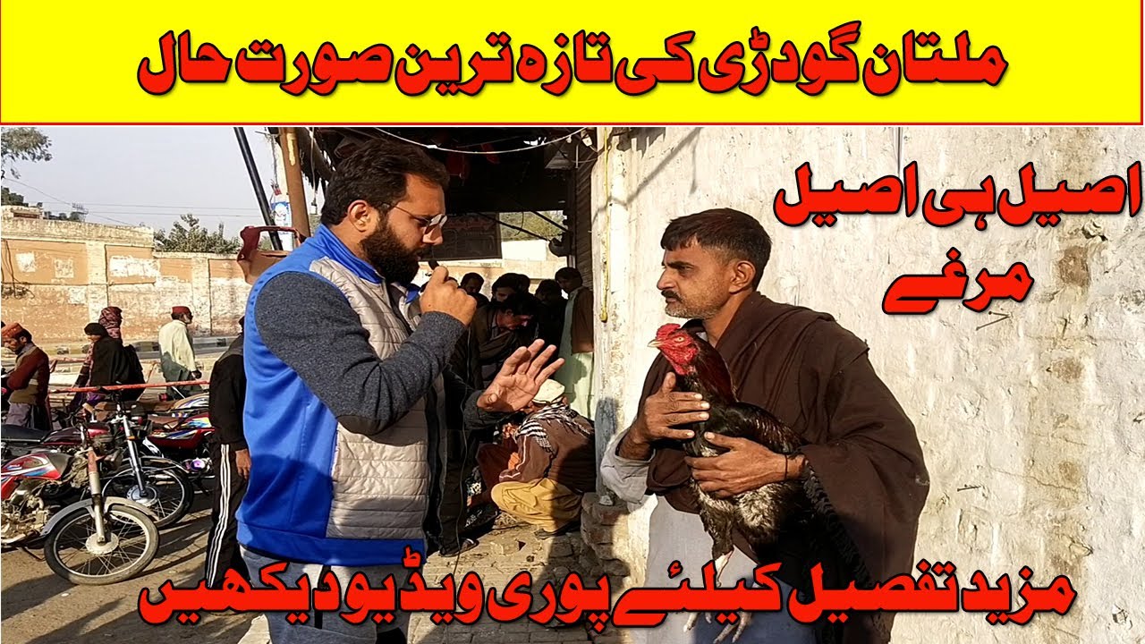 Multan Aseel Market | Mushka Aseel | Jawa Aseel | Multan Murga mandi | Social Multan
