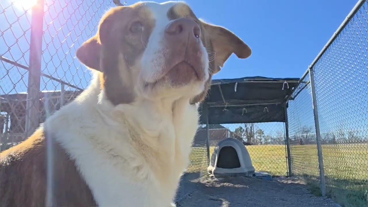 cubone