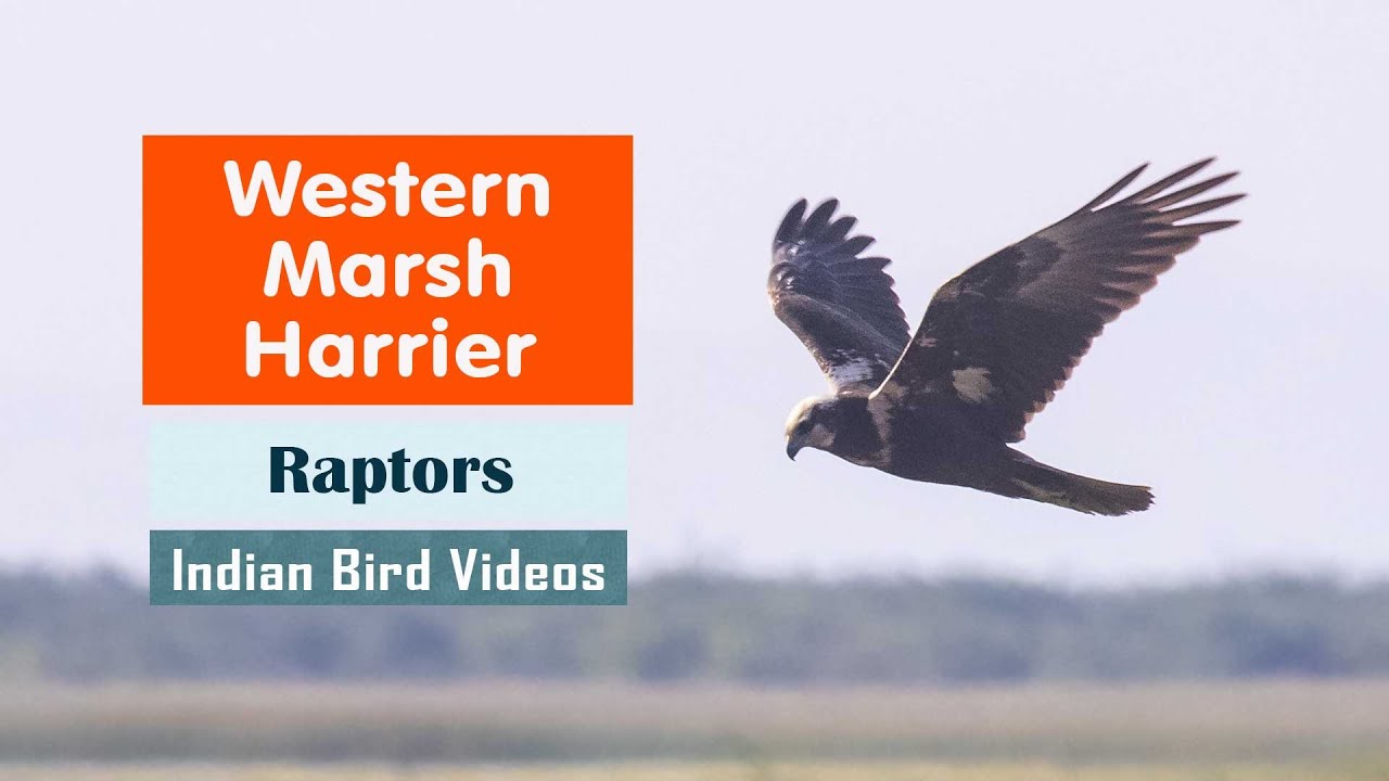 The Western Marsh Harrier (Circus aeruginosus) - दलदली हारिण - சேற்றுப்பூனைப் பருந்து -  കരിതപ്പി