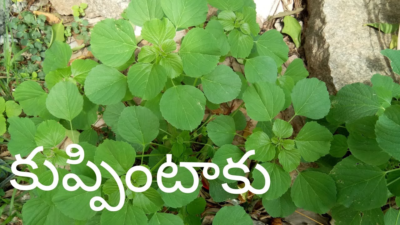 కుప్పింటాకు ఉపయోగాలు /కీళ్ల నొప్పులను Complete గా తగ్గించే ఆకు/Kuppintaku Uses/Acalypha Indica Plant
