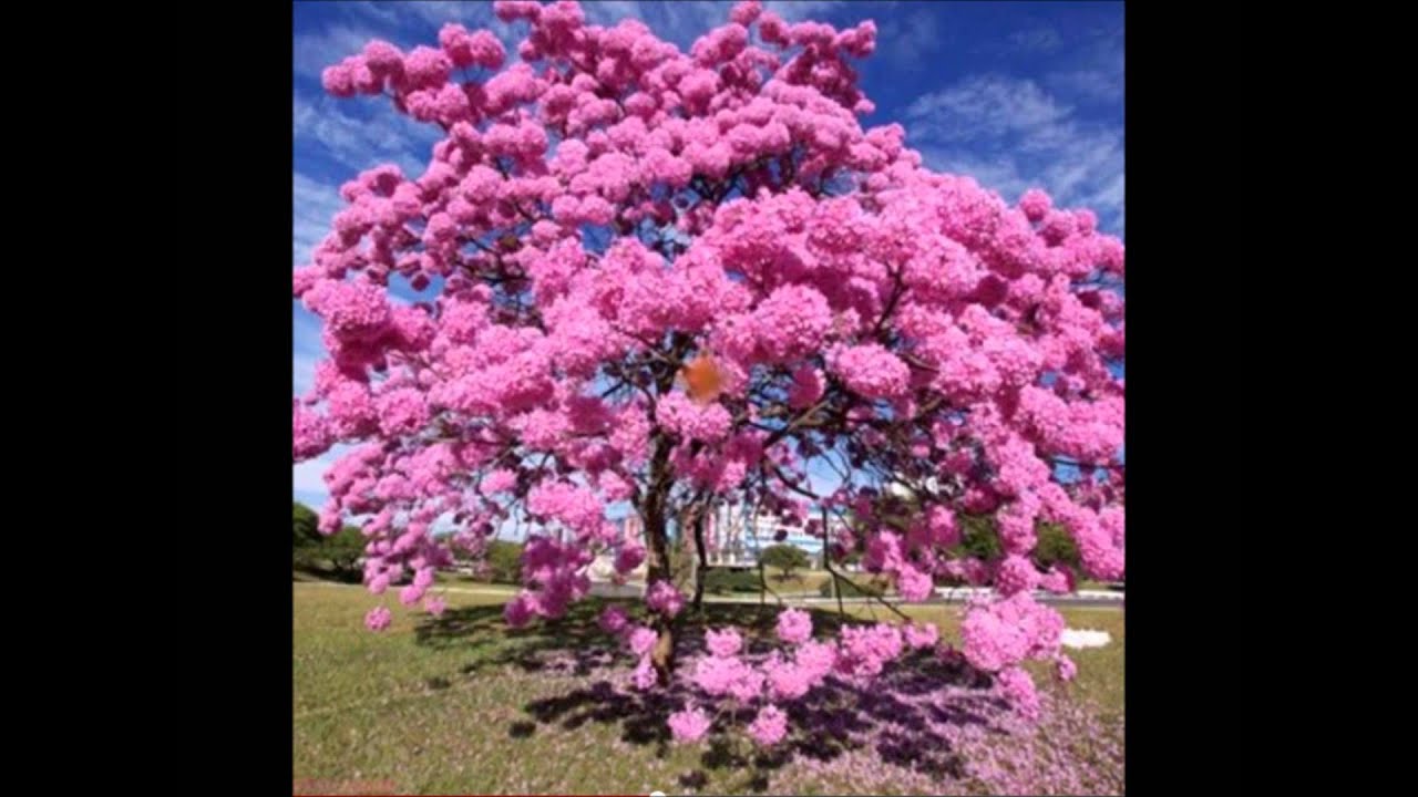 É A TI FLOR DO CÉU - FABIANO PIMENTA