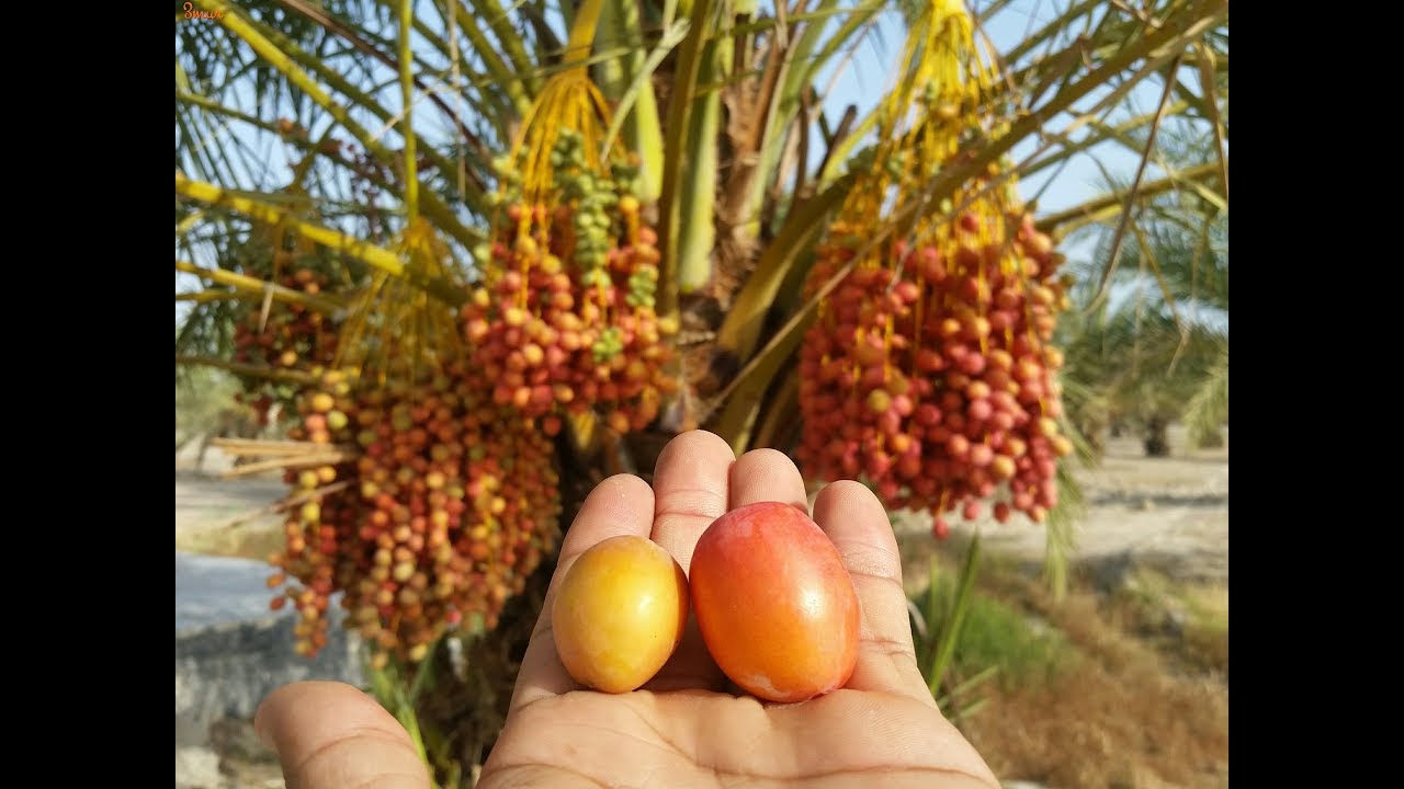 النخيل: العمليات الزراعية (التشذيب و التكريب والتسميد والري)Palm Dates Tree