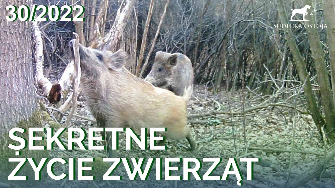 SUDECKA OSTOJA 30/2022. Sekretne życie zwierząt  FOTOPUŁAPKA dziki jelenie sarny borsuki lisy zające