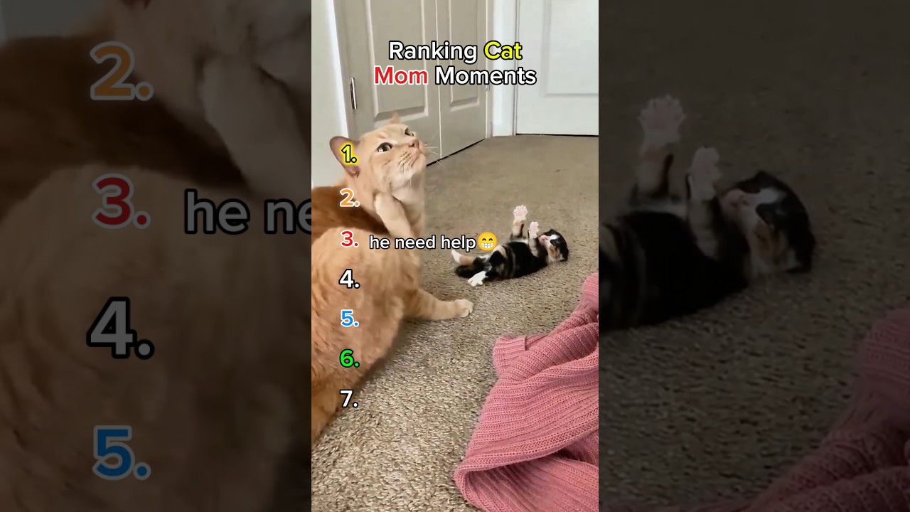 Ranking cat mom moments 😹🐾 #FunnyCats #MomCat #CatVideos #CuteCats #Shorts