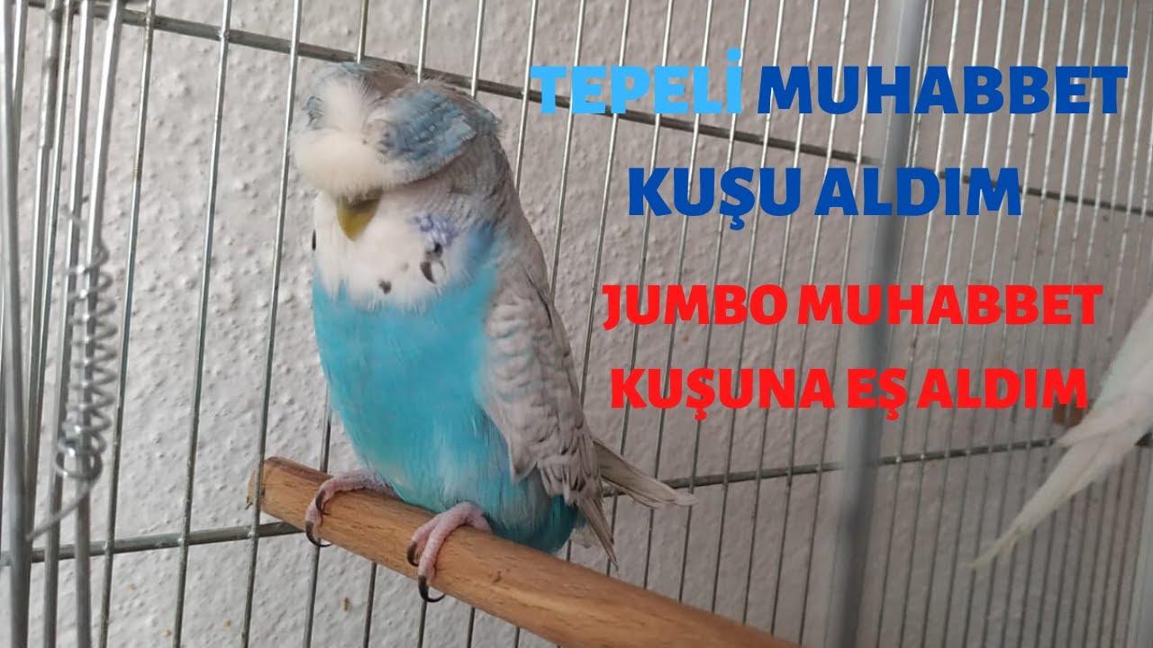 Tepeli Muhabbet Kuşu Aldım | Yavrular Yeme Düştü | Genel Durum