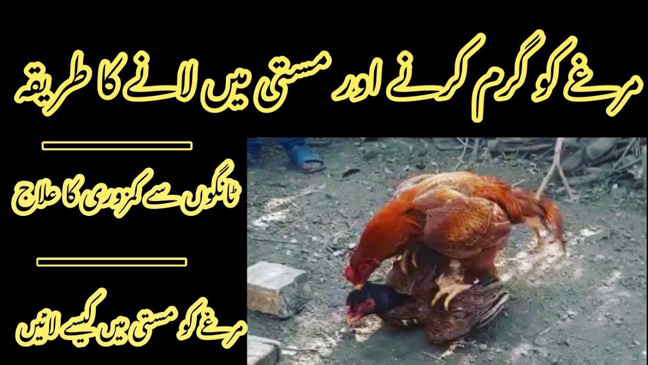 Murgha cross nahi karta | murghy ko garam karny ka tareeqa | tangon se kamzor murghon ka ilaj