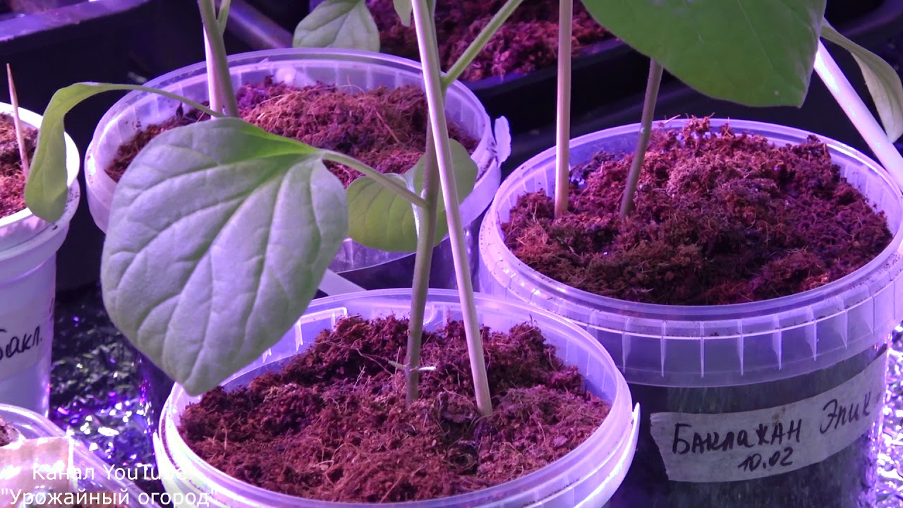 СДЕЛАЙТЕ ЭТО С РАССАДОЙ ПРЯМО СЕЙЧАС!!!МУЛЬЧА ДЛЯ РАССАДЫ!