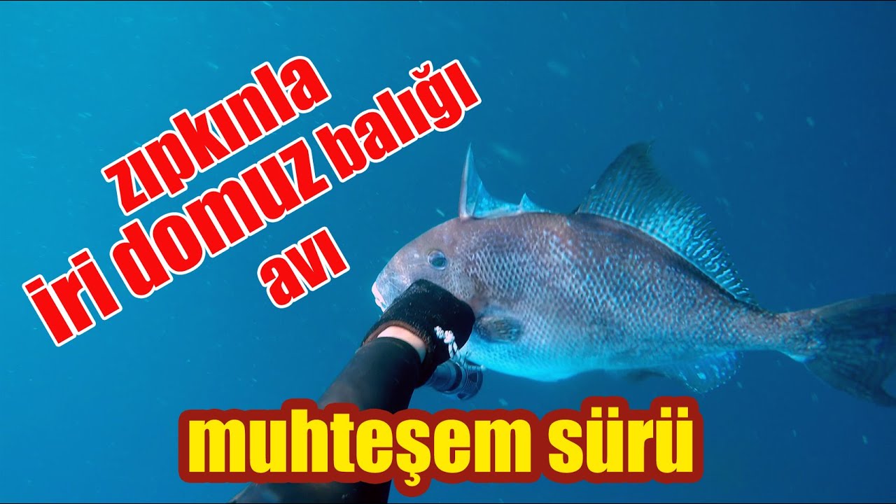 Zıpkınla iri domuz balığı avı (muhteşem sürü)