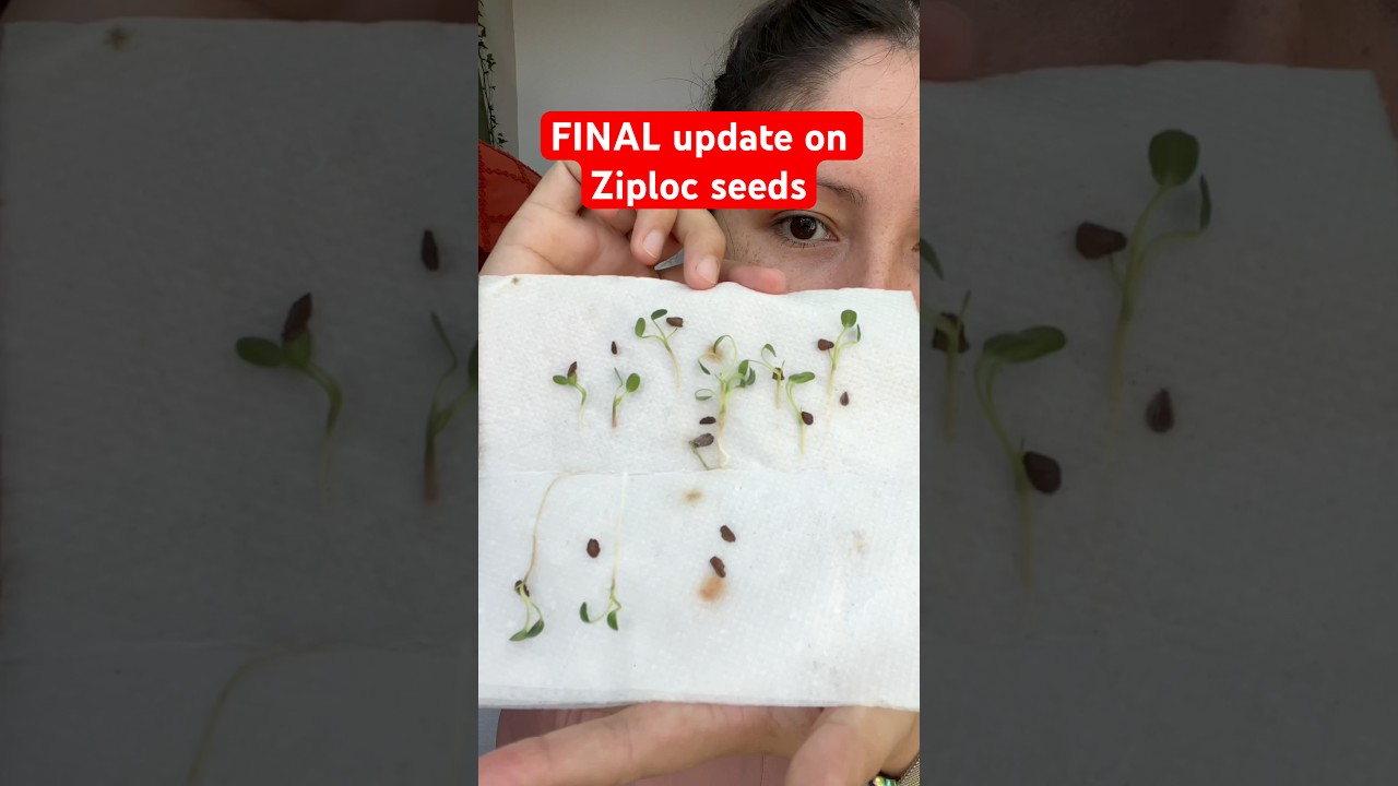 Ziploc germination FINAL results #germination #plants #diyplants #diyseeds