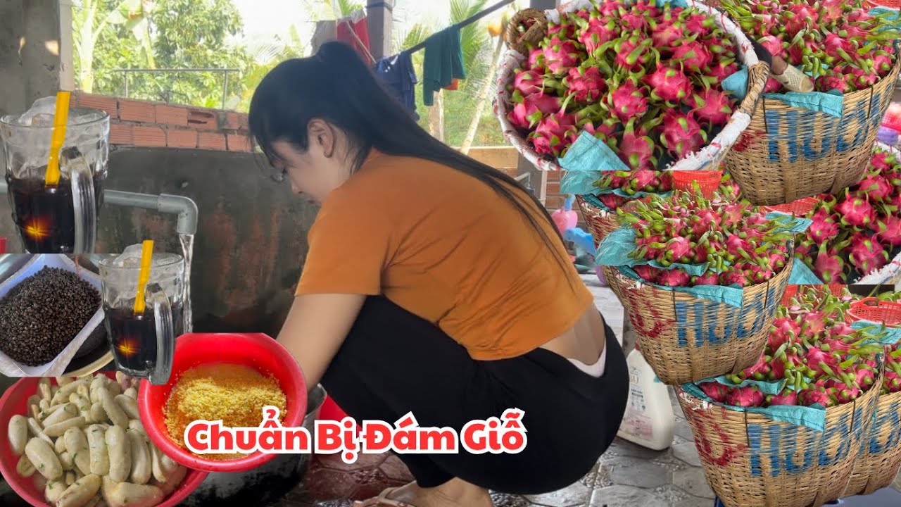 Cha Mẹ Tiếp Tục Thu Hoạch Thanh Long V&eacute;t Vườn,Chuẩn Bị Phơi L&aacute; Chuối Ng&acirc;m Đậu G&oacute;i B&aacute;nh T&eacute;t