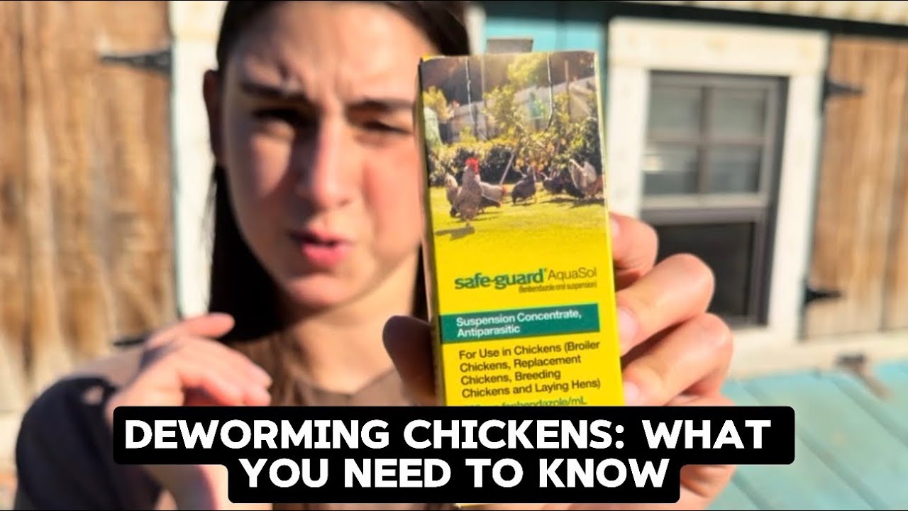 How & When to Deworm Chickens | SafeGuard + Coop Cleaning Tips