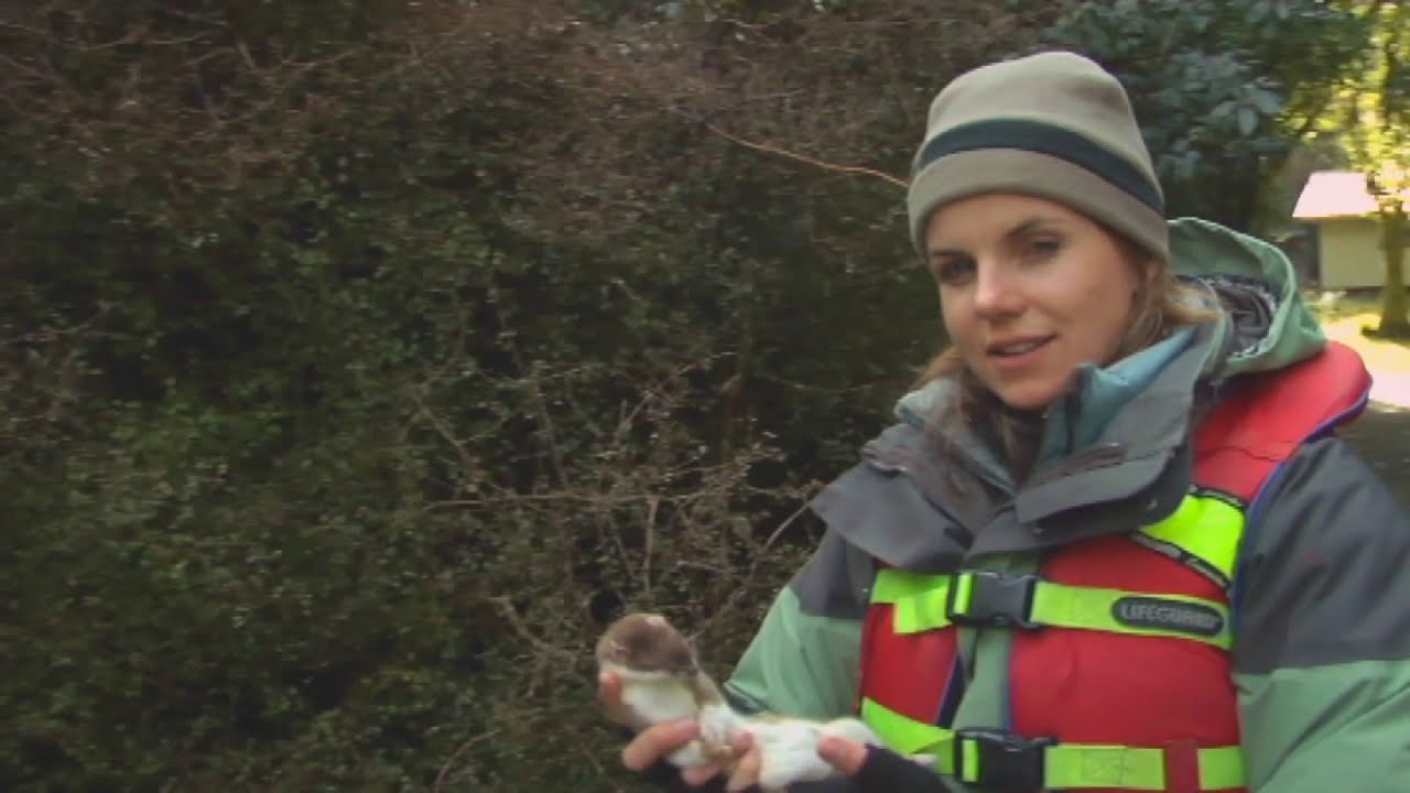 Meet the Locals: Southland stoats