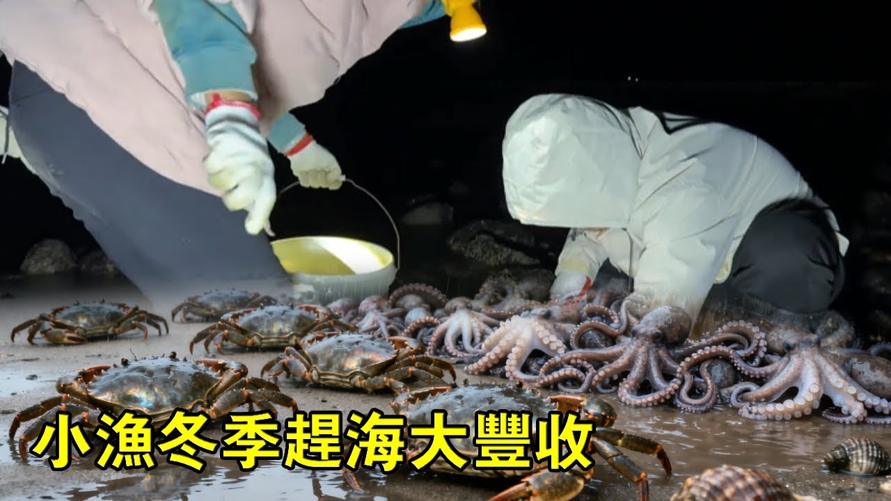 小漁冬季趕海大豐收，八爪魚撿到手軟，竟還有螃蟹和響螺爆桶【漁小仙】