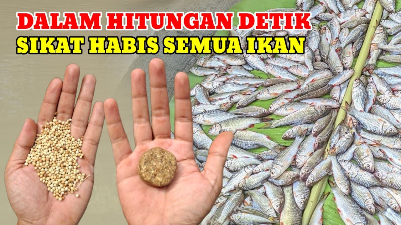 KAMU WAJIB COBA‼️RESEP UMPAN TERLARANG