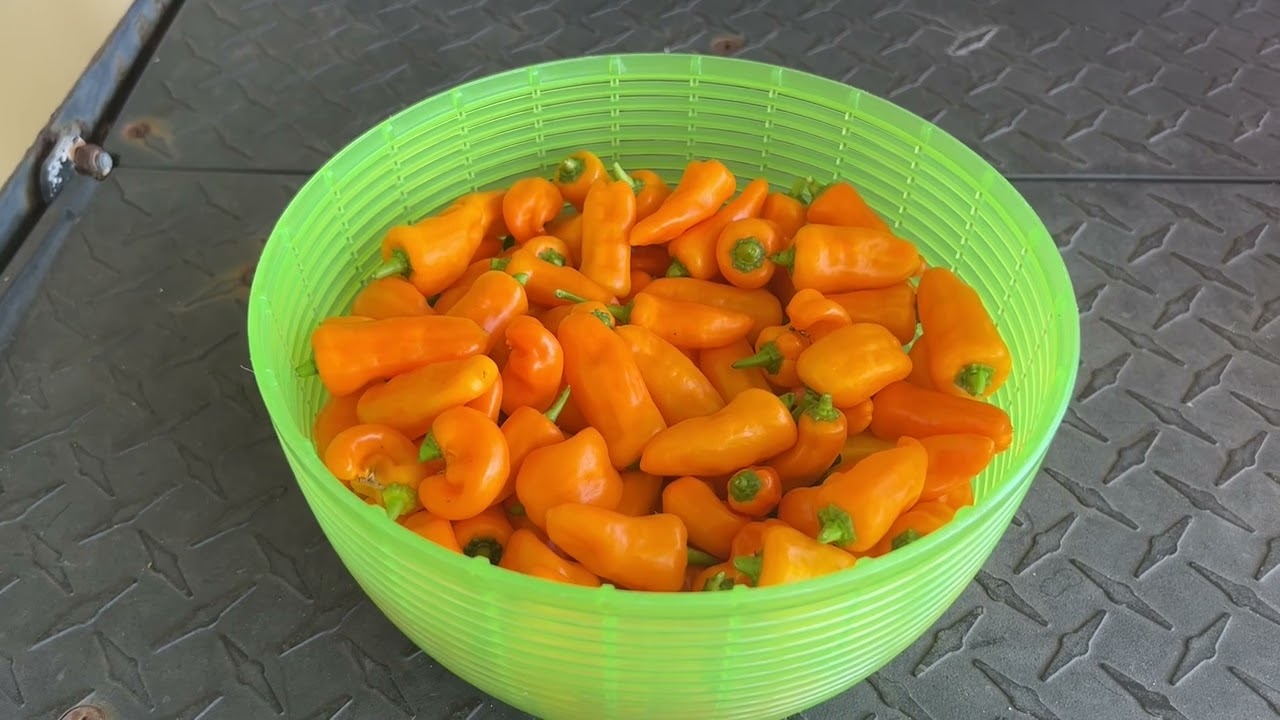 Datil Peppers Are Out Of Control! Hot Sauce Recipe in Description.