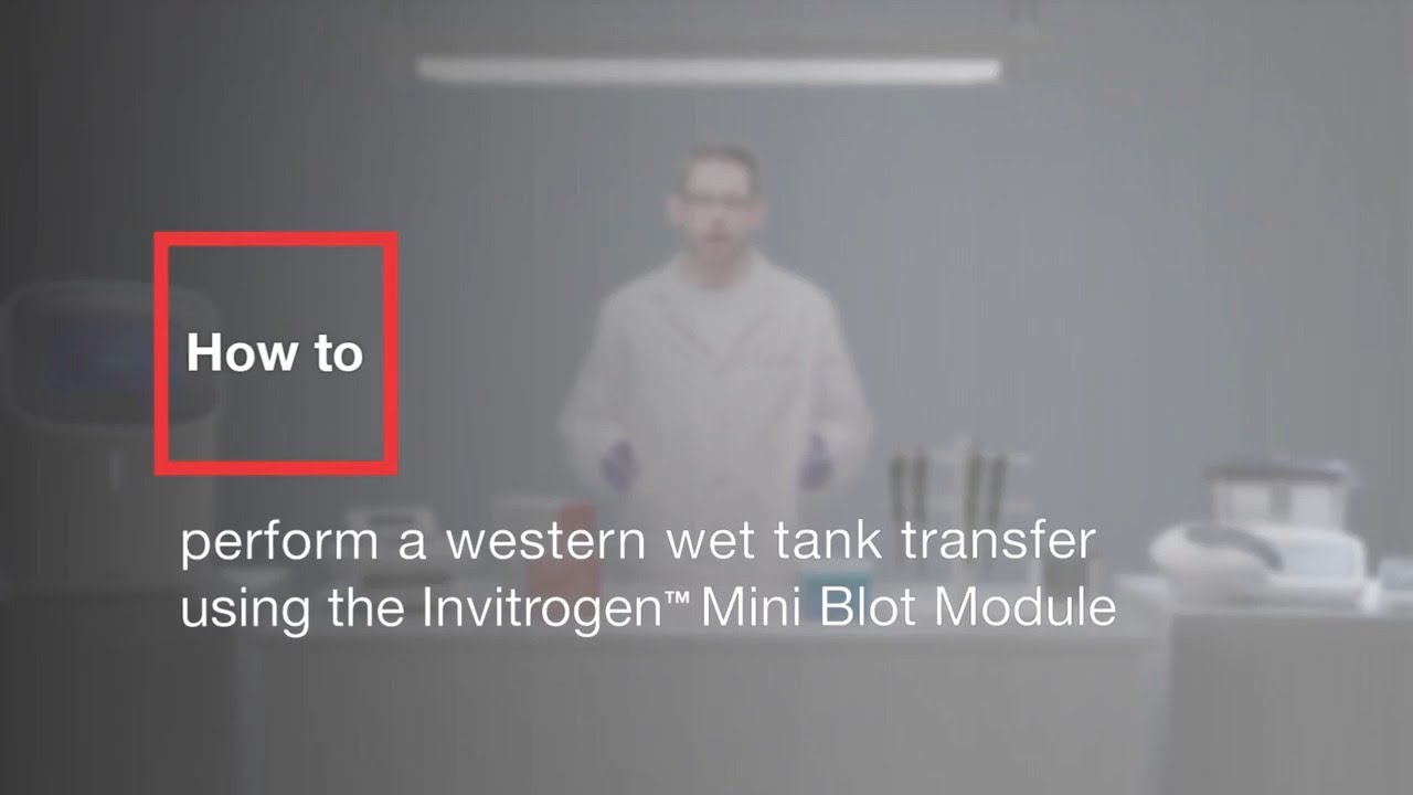 How to perform a western wet tank transfer using the Invitrogen Mini Blot Module