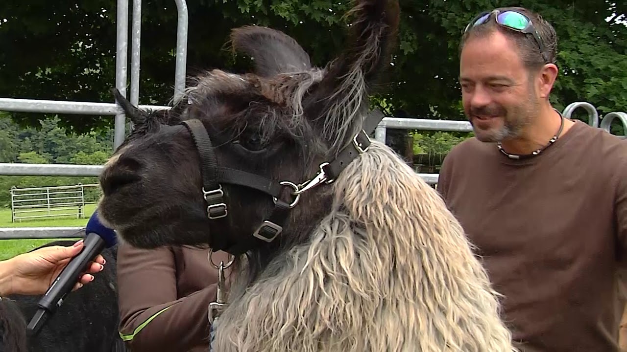 Heimatgschichtn - in Beuerberg bei den Lamas