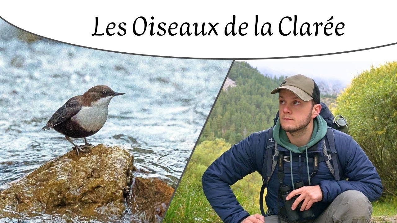 Nature Sauvage | Les Oiseaux de la Clarée
