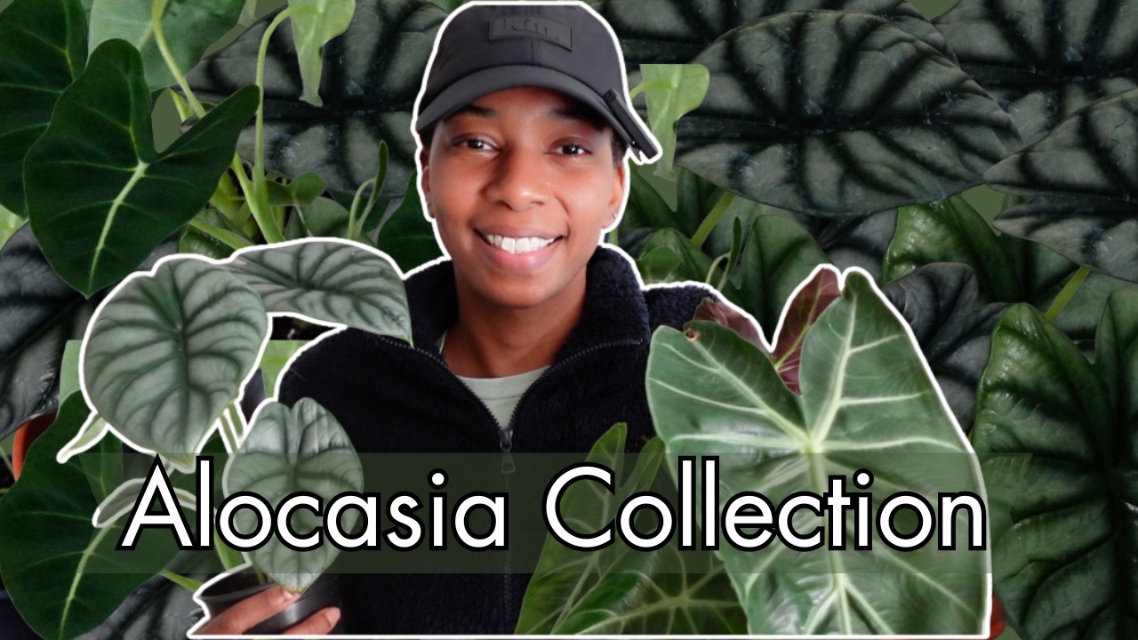 My Alocasia Collection 2026