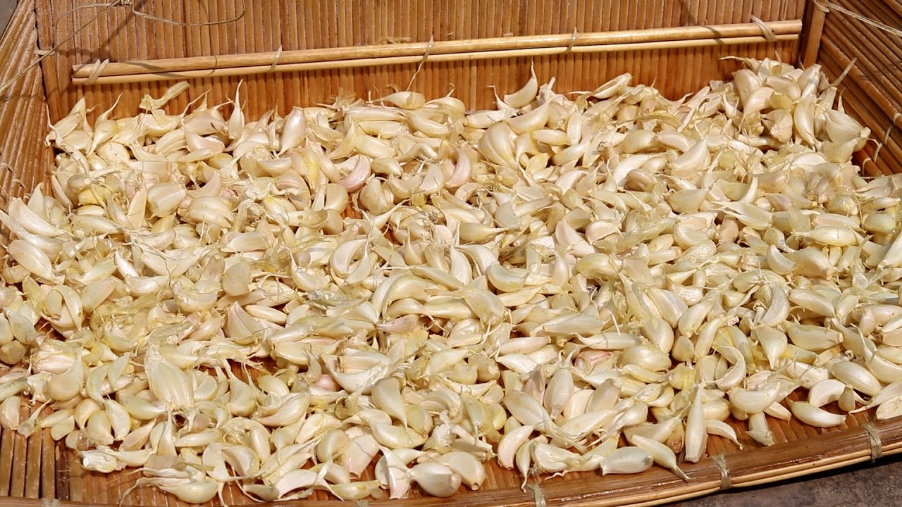 अचार बनाने के लिये ज्यादा लहसुन छीलना हो तो इस तकनीक से छीलें। How to peel garlic at once.