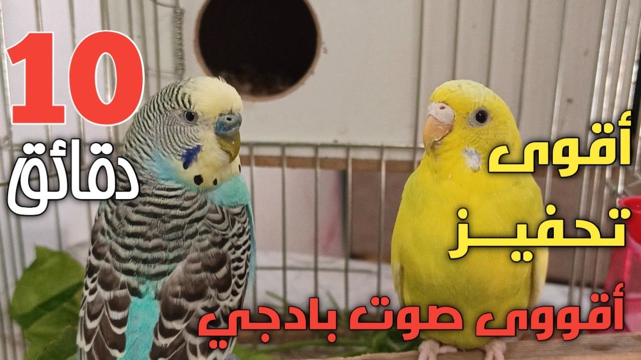 تحفيز البادجي على التزاوج حفز طيورك 😍🦜