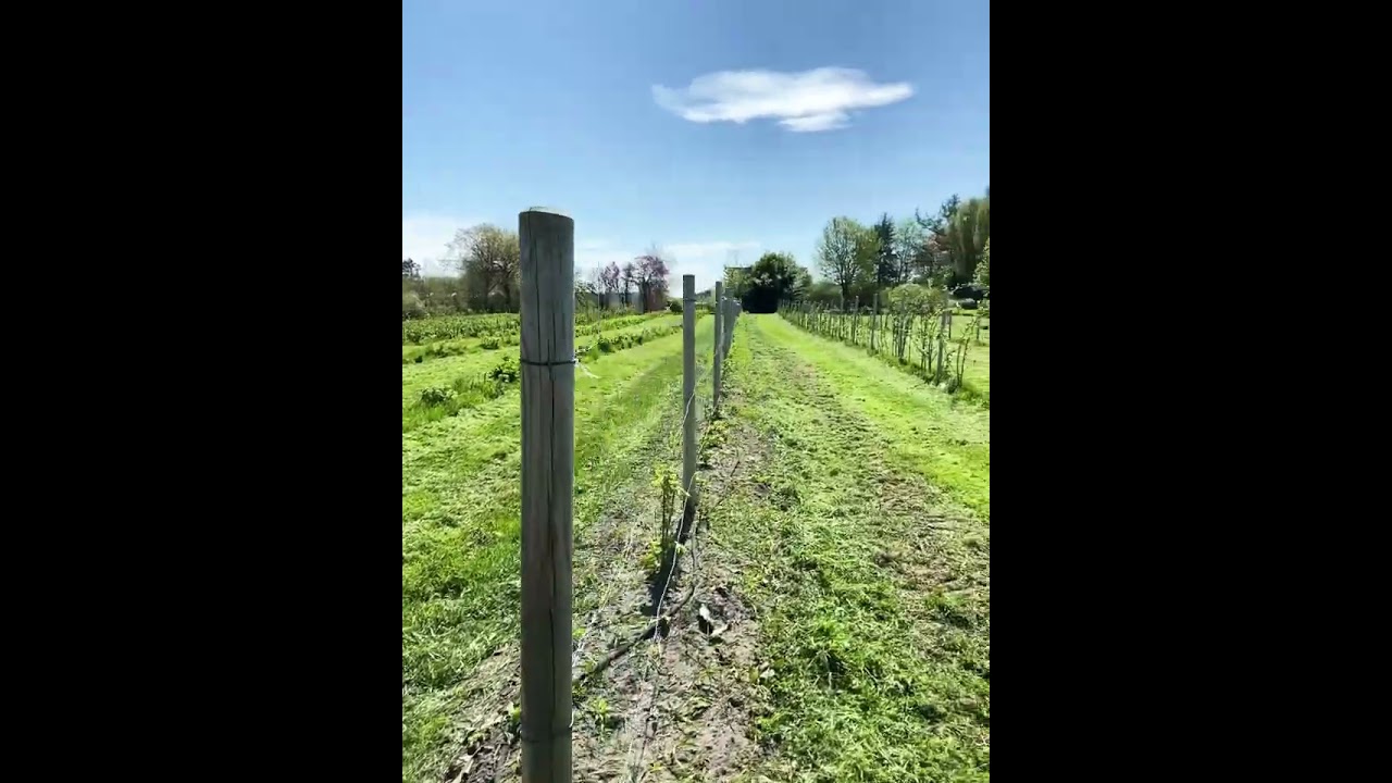 Feld mal eben gemulcht &mdash; Beerenobst | Plantage
