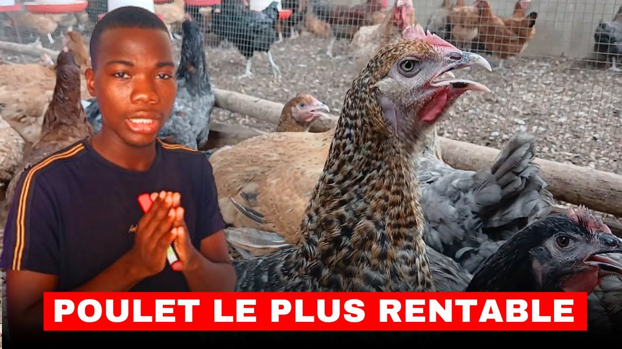 LE SECRET DES 04 TYPES DE POULET EN AFRIQUE (Ce qu'il faut savoir avant de démarrer) le poulet local