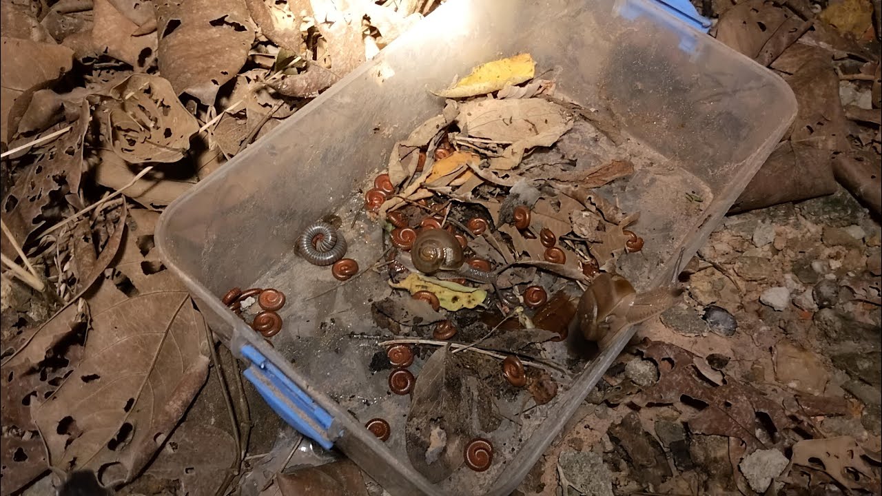 Wow too many millipedes and snails Discovered in small the ground