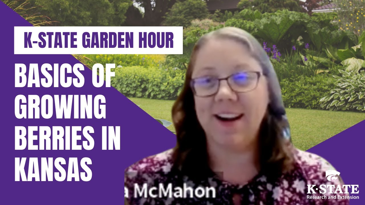 K-State Garden Hour: Basics of Growing Berries in Kansas