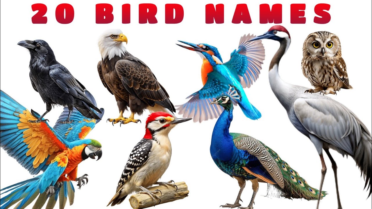 Birds Name For Kids In English | Learn Birds Names With Pictures | 20 Birds Names | Birds Vocabulary