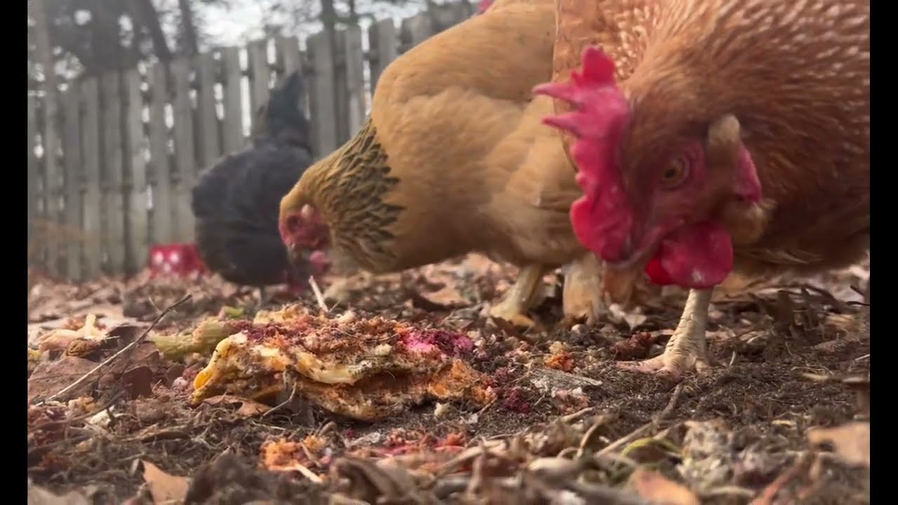 They run to me every time I bring food 🐓