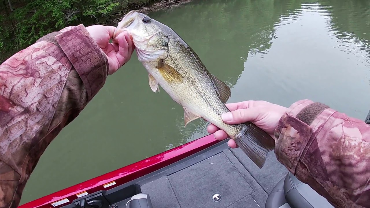 Lake Rhodhiss spring bass fishin