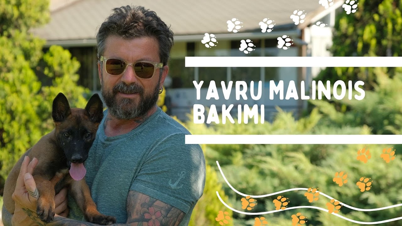 Yavru Malinois Bakımı