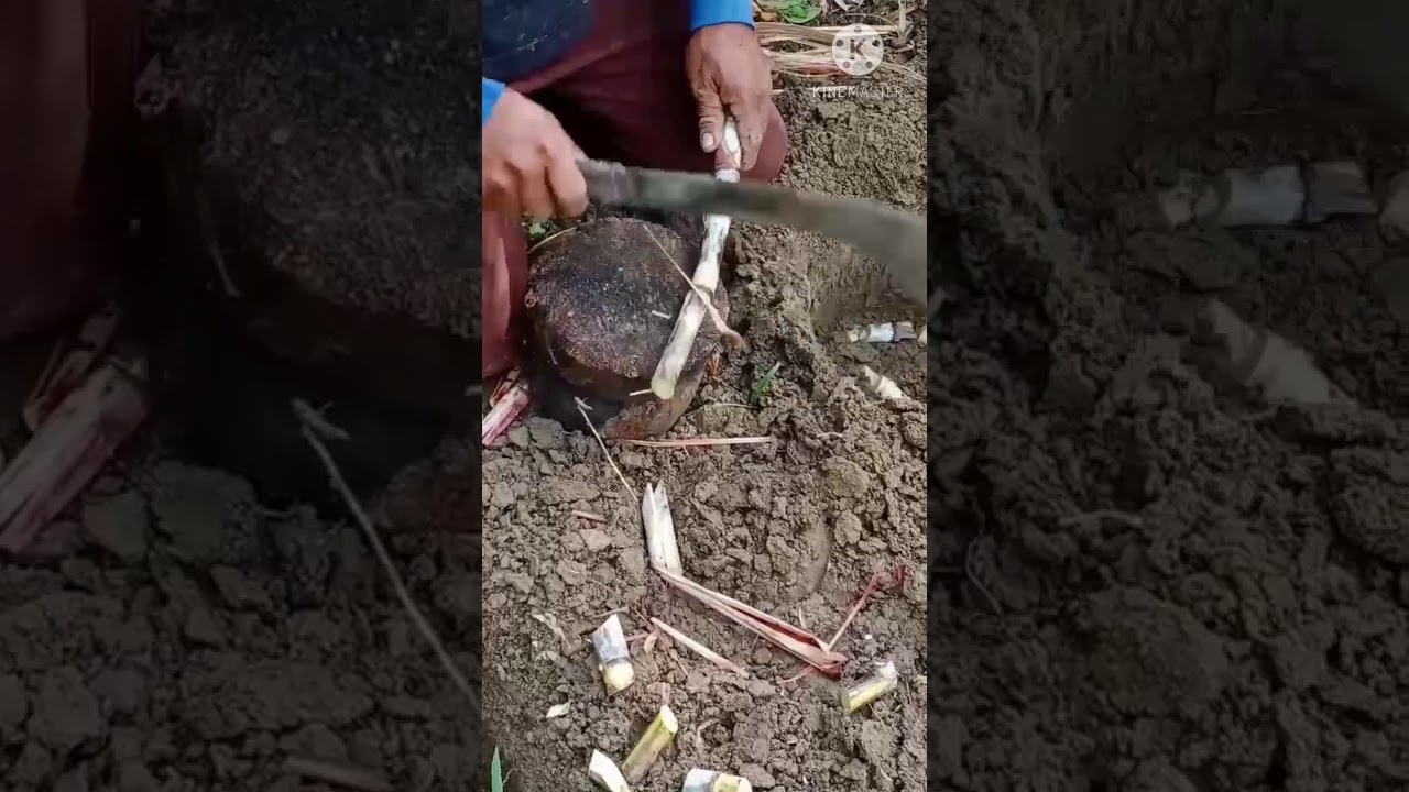 planting sugarcane,ring pit method