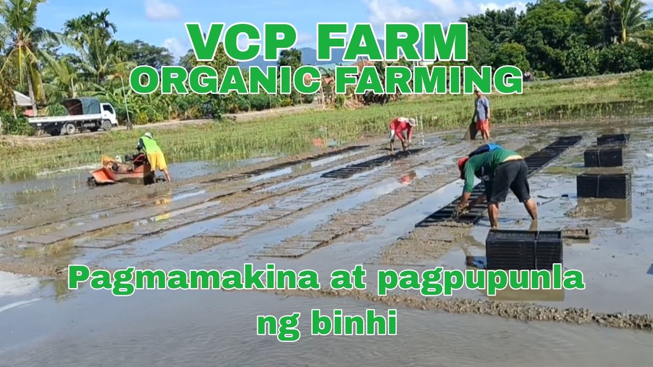 PAGMAKINA AT PAGPUPUNLA NG BINHI